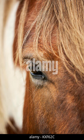 Occhio equino Tutti i diritti riservati Foto Stock