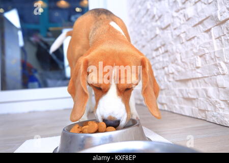 Beagle cane mangia il cibo dalla ciotola di acciaio di close-up. Foto Stock