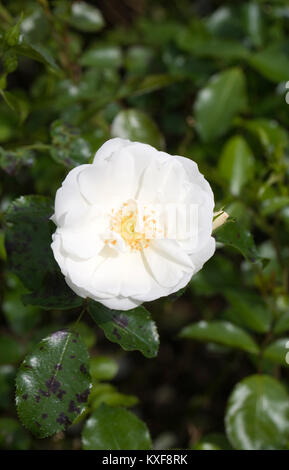 Rosa moquette fiore bianco 'Noaschnee'. Foto Stock