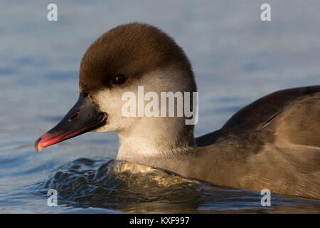 Colpo di testa di una femmina rosso-crested Pochard (Netta rufina) nuoto ancora in un lago Foto Stock