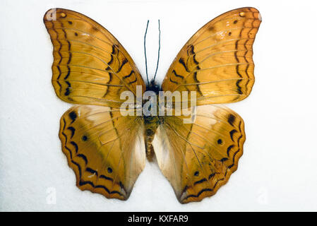 Cruiser Vindula arsinoe Butterfly su sfondo bianco Foto Stock