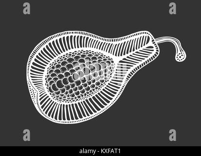 Disegnati a mano, bianco frutta ornamentali. Illustrazione Vettoriale, isolato su nero Illustrazione Vettoriale