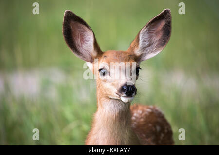Mulo Deer Fawn close up (Odocoileus hemionus) Foto Stock