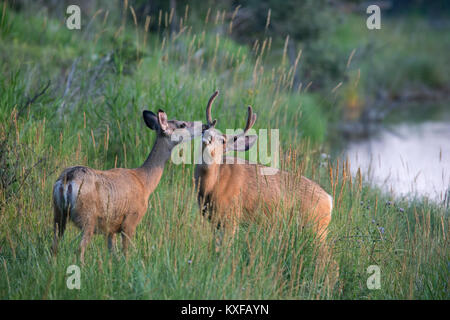 Mule Deer doe e buck toccando nasi (Odocoileus hemionus) Foto Stock