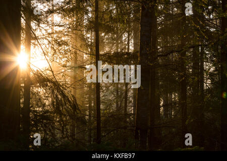 Sun burst raggi attraverso la foresta dopo l'alba a Mendocino County, California. Foto Stock
