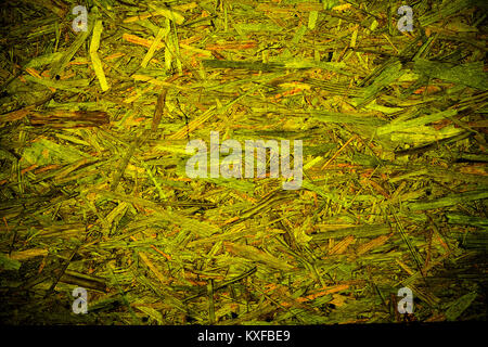 Verde organico astratta texture di sfondo confuso con il modello in legno Foto Stock