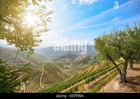 Vigneti e alberi di olivo nella Valle del Douro vicino Lamego, Portogallo Europa Foto Stock