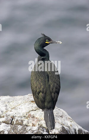 Marangone dal ciuffo Phalacrocorax aristotelis preening Isola di maggio del Firth of Forth Scozia Scotland Foto Stock