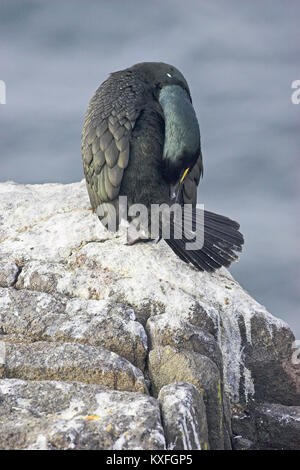 Marangone dal ciuffo Phalacrocorax aristotelis preening Isola di maggio del Firth of Forth Scozia Scotland Foto Stock