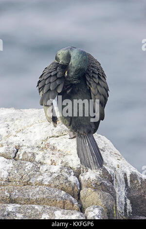 Marangone dal ciuffo Phalacrocorax aristotelis preening Isola di maggio del Firth of Forth Scozia Scotland Foto Stock