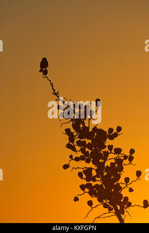 Caretta shrike Lanius ludovicianus sui morti di yucca testa fiore al tramonto vicino a Las Cruces New Mexico USA Foto Stock