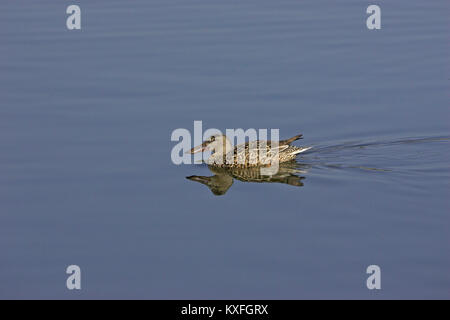 Northern mestolone Anas clypeata nuoto femminile Armacao de Pera campo da golf pond Algarve Portogallo Foto Stock