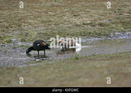 Paradise shelduck Tadorna variegata coppia alimentando in piscina nella prateria di Isola del Sud della Nuova Zelanda Foto Stock