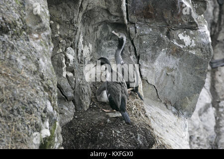 Avvistato shag Leucocarbo punctatus adulto presso il nido con i giovani della Nuova Zelanda Foto Stock