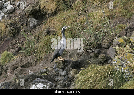 Avvistato shag Leucocarbo punctatus sulla scogliera rocciosa battuta di Nuova Zelanda Foto Stock