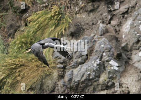 Avvistato shag Leucocarbo punctatus adulto il decollo dalla scogliera rocciosa battuta di Nuova Zelanda Foto Stock