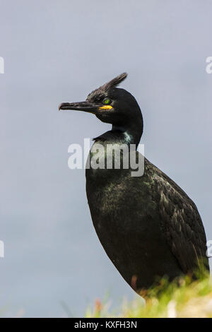 Marangone dal ciuffo Phalacrocorax aristotelis adulto su scogliere sul mare isola di lunga Treshnish Isole Ebridi Interne Argyll and Bute Scozia UK Foto Stock