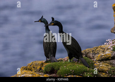 Marangone dal ciuffo Phalacrocorax aristotelis coppia con uno inanellato sulla scogliera costiera isola di lunga Treshnish Isole Ebridi Interne Argyll and Bute Scozia Scotland Foto Stock