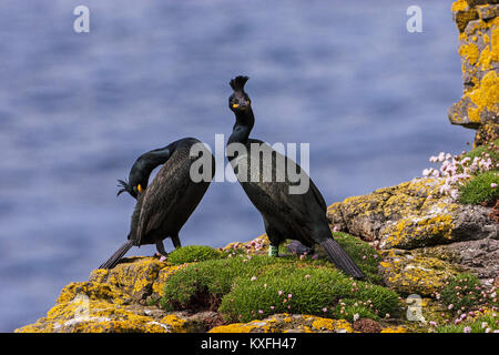 Marangone dal ciuffo Phalacrocorax aristotelis coppia con uno inanellato sulla scogliera costiera isola di lunga Treshnish Isole Ebridi Interne Argyll and Bute Scozia Scotland Foto Stock