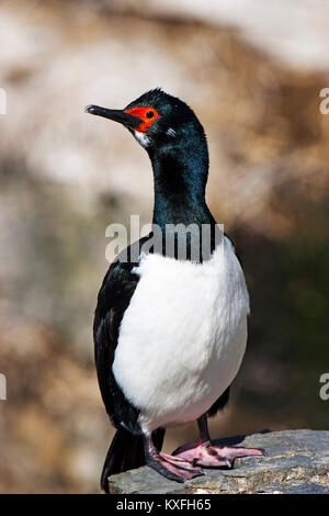 Rock shag Phalacrocorax magellanicus su roccia vicino a colonia nidificazione più deprimente Island Isole Falkland Foto Stock