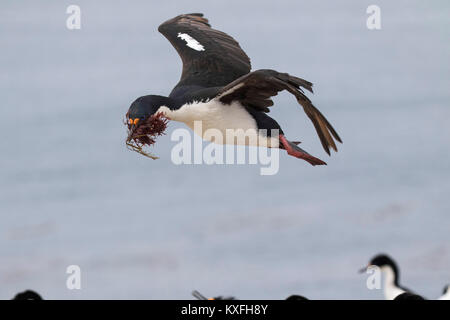 Imperial shag Phalacrocorax atriceps albiventer adulto con materiale di nidificazione in arrivo a terra alla colonia nidificazione Sealion Island Isole Falkland Britis Foto Stock