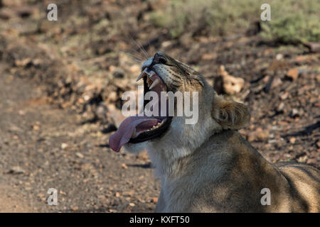 Close up di leone femmina nell'Addo Elephant National Park, Sud Africa Foto Stock