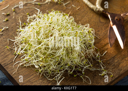 Materie organiche verde di germogli alfalfa su una scheda Foto Stock