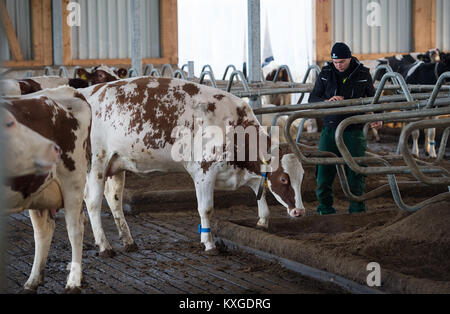 Neunkirchen-Seelscheid, Germania. 08 gen 2018. Agricoltore Marcel Andree alla guida di una mucca per una macchina di mungitura in Neunkirchen-Seelscheid, Germania, 08 gennaio 2018. Renania settentrionale-Vestfalia Stato dell'associazione di produttori di latte ha fatto una dichiarazione sugli agricoltori' situazione finanziaria il 10 gennaio 2018. Credito: Rainer Jensen/dpa/Alamy Live News Foto Stock