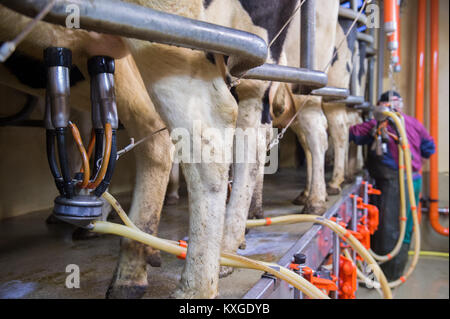 Molto, Germania. 08 gen 2018. Vacche da latte è munto in agricoltore Faerfers' Dairy Farm in molto, Germania, 08 gennaio 2018. Renania settentrionale-Vestfalia Stato dell'associazione di produttori di latte ha fatto una dichiarazione sugli agricoltori' situazione finanziaria il 10 gennaio 2018. Credito: Rainer Jensen/dpa/Alamy Live News Foto Stock