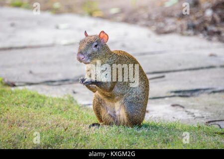 Agoutis Agouti o roditore Sereque seduto sull'erba tenendo un po' di cibo in zampe. Roditori dei Caraibi. Foto Stock