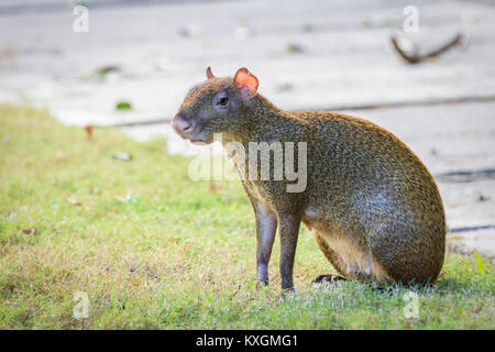 Agoutis Agouti o roditore Sereque seduto sull'erba. Roditori dei Caraibi. Spazio di copia Foto Stock