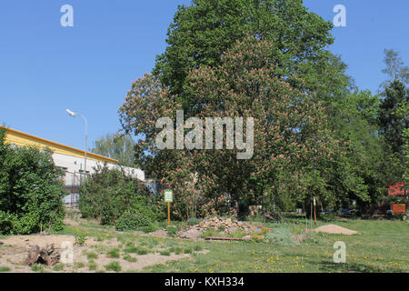 Un ippocastano rosso ibrido (Aesculus x carnea) documentato per lo studio botanico, che mostra le sue foglie e l'infiorescenza. Foto Stock