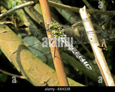 Immagine di una libellula di Falco australe (Aeshna cyanea) maschile a Vrouwenpolder, Paesi Bassi, che mostra le caratteristiche della specie, le ali, il corpo, e la colorazione. Foto Stock