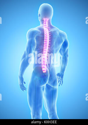 3D illustrazione della colonna - parte di scheletro umano. Foto Stock