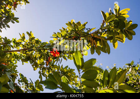 Ackee frutta giamaicano che cresce sull'albero Foto Stock