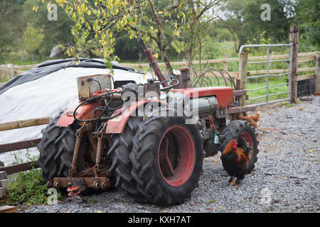 Prima piano di un vecchio trattore agricolo rosso vintage con grandi pneumatici resistenti parcheggiato in un cortile di fattoria in ghiaia accanto a una staccionata di legno, con un Roos colorato Foto Stock