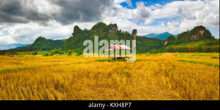 Campo di riso e le montagne. Bellissimo paesaggio rurale. Vang Vieng, Laos. Panorama Foto Stock