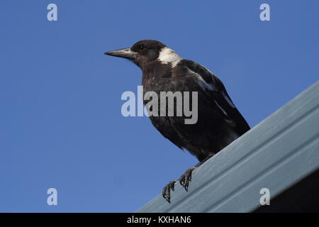 Novello australiano Magpie 'Gymnorhina tibicen' Foto Stock