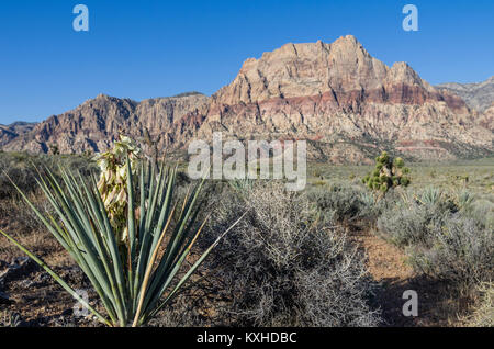 Vista delle rocce rosse con Mojave Yucca che fiorisce in primo piano. Il Red Rock Canyon National Conservation Area Foto Stock