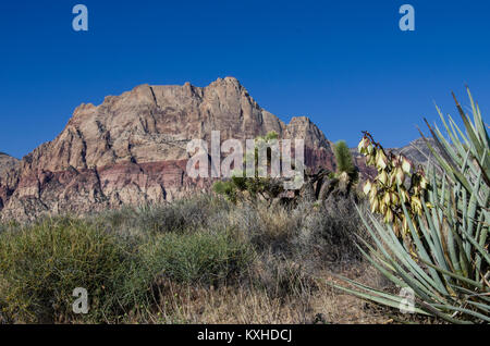 Vista delle rocce rosse con Mojave Yucca che fiorisce in primo piano. Il Red Rock Canyon National Conservation Area Foto Stock