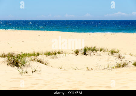 Erba che cresce in dune di sabbia, spiaggia, Cuttagee, Nuovo Galles del Sud, Australia Foto Stock