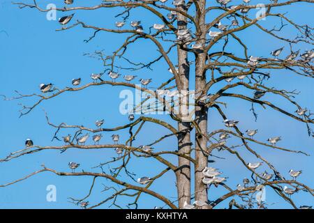Gabbiani sulla molla albero. Blu naturale sullo sfondo del cielo Foto Stock