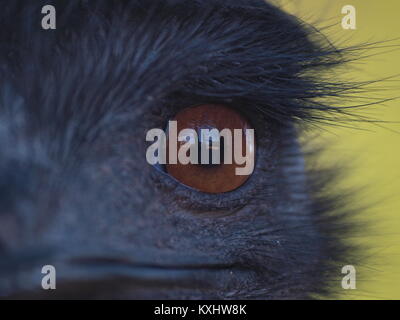 Dritto negli occhi con un emu, Australia occidentale Foto Stock