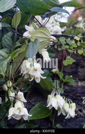 Close up della campana bianco dei fiori di fioritura invernale evergreen scalatore, Clematis urophylla 'Inverno bellezza' Foto Stock