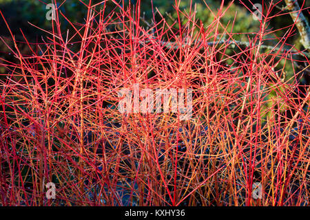 Rosso Giallo con punta in inverno gambi delle latifoglie sanguinello arbusto, Cornus sanguinea 'Anny per l'inverno arancione" Foto Stock