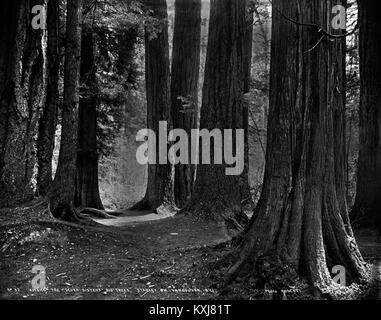 Tra il ' Sette sorelle dei grandi alberi, Stanley Park, Vancouver, B.C. Foto Stock