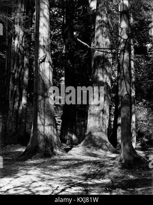 Tra le "sette sorelle" grandi alberi e il Parco Stanley, Vancouver, B.C. Foto Stock