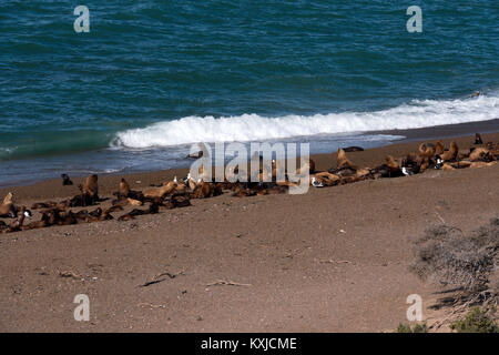 Una colonia di leoni di mare Penisola Valdes, Argentina Foto Stock