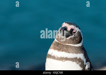 Magellanic penguin in ambiente naturale, la Penisola Valdes, Patagonia, Argentina Foto Stock