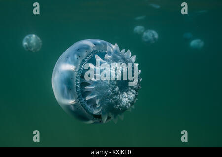 Cannonball medusa (Stomolophus meleagris), in oceano, vista subacquea, La Paz, Baja California Sur, Messico, America del Nord Foto Stock